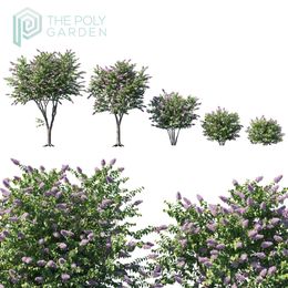 Common Purple Lilac (Syringa Vulgaris) for 3DS Max - GrowFX Option Available