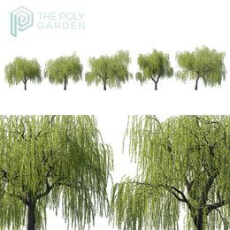 Golden Willow Salix Alba var. Vitellina for 3DS Max - GrowFX Option Available