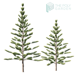 Araucaria Heterophylla 03 for 3DS Max