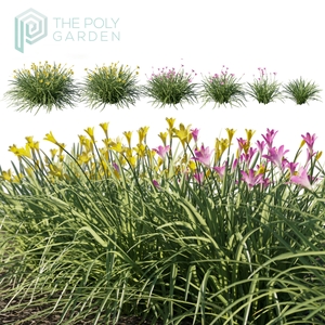 Zephyranthes Sulphurea (Rain Lily) for 3DS Max - Growfx Option Available