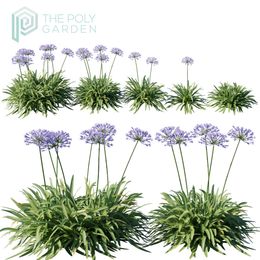 Agapanthus Africanus for 3DS Max  - Growfx Option Available