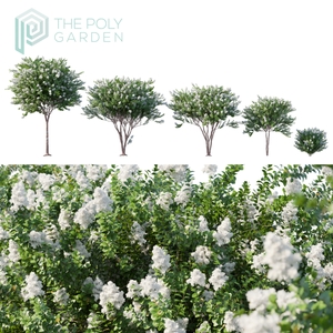 Lagerstroemia Indica White Flowering  (Crepe Myrtle) for 3DS Max - GrowFX Option Available