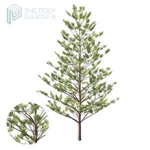 Araucaria Columnaris 05 for 3DS Max