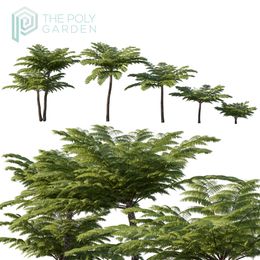 Cyathea Cooperi for 3DS Max - GrowFX Option Available