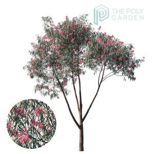 Eucalyptus Sideroxylon 03 for 3DS Max