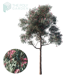 Eucalyptus Sideroxylon 04 for 3DS Max