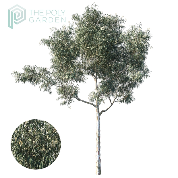 Eucalyptus Saligna Bundle for 3DS Max