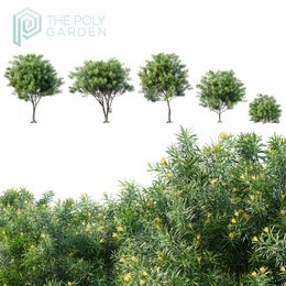 Thevetia Peruviana for 3DS Max - GrowFX Option Available