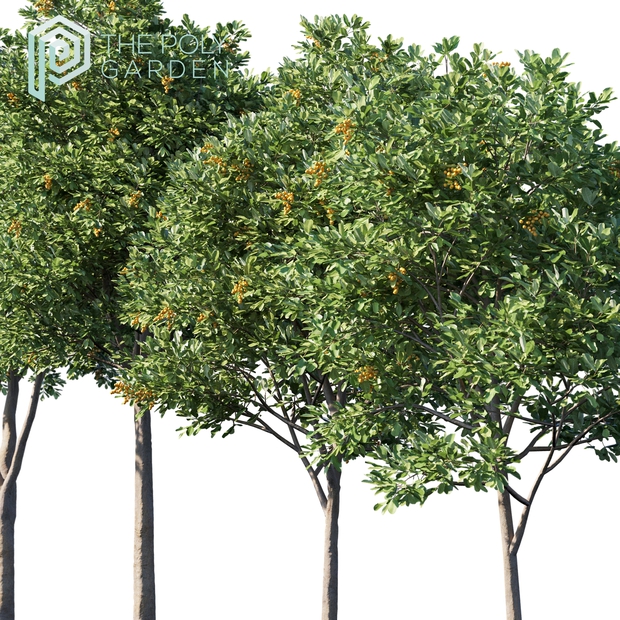 Cupaniopsis Anacardioides (Tuckeroo) for 3DS Max - Growfx Option Available