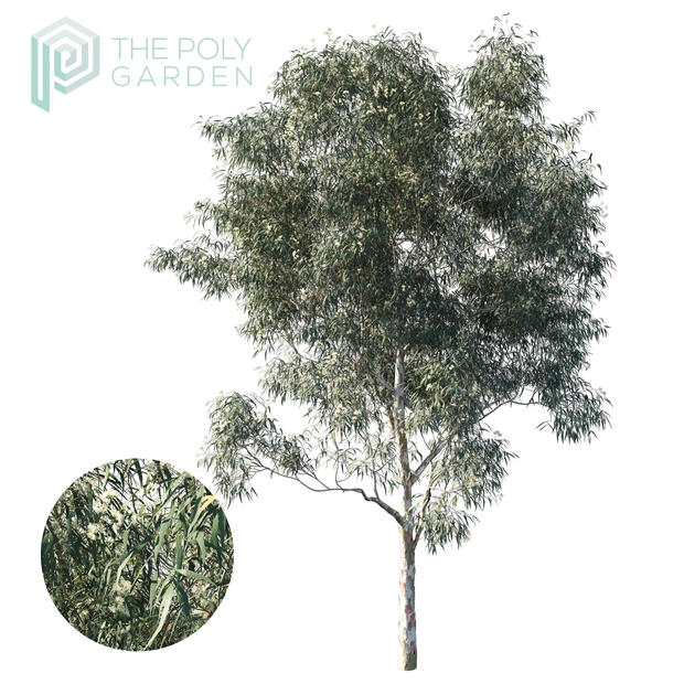 Eucalyptus Saligna Bundle for 3DS Max
