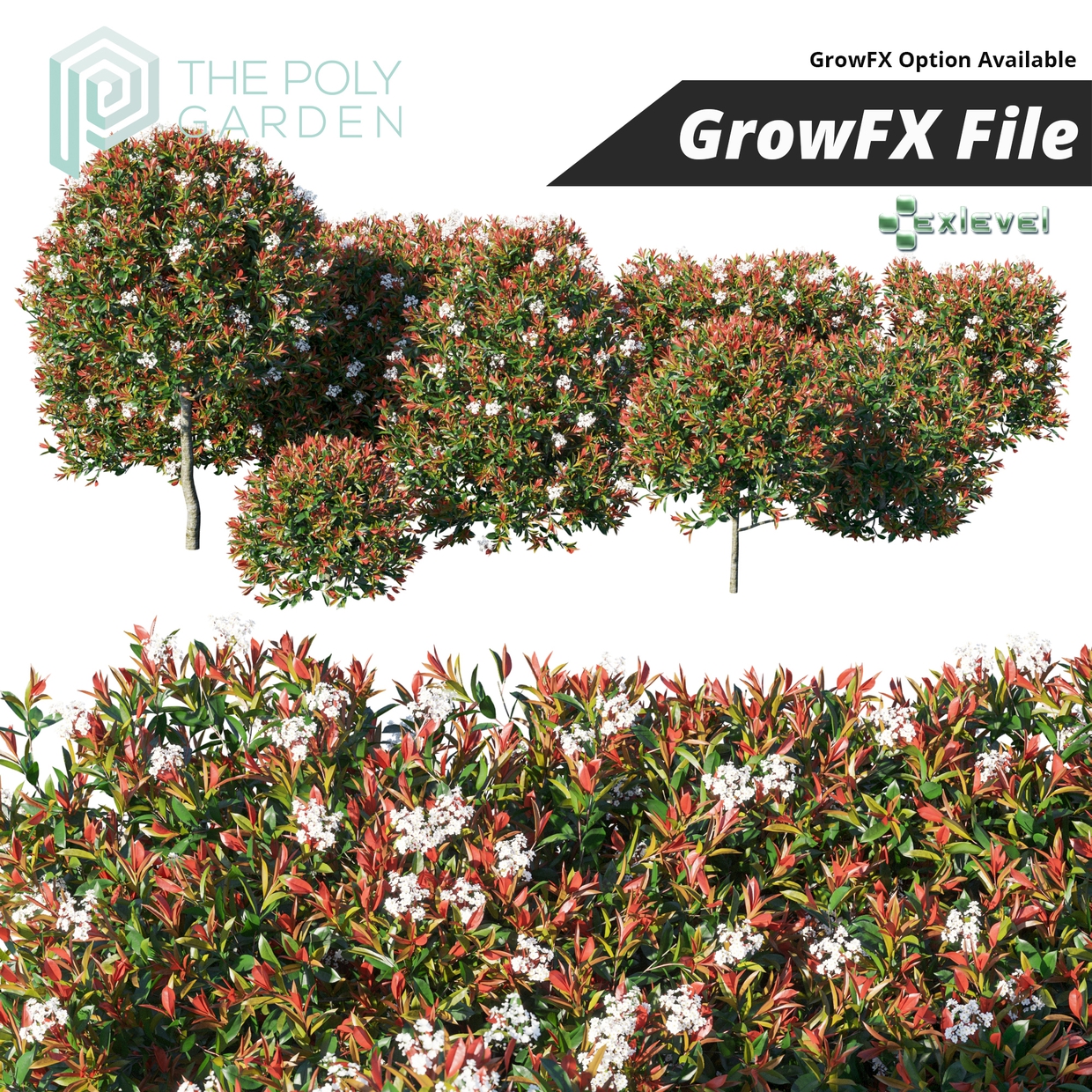 Photinia Fraseri Little Red Robin for 3DS Max (Hedge Edition) - Growfx  Option Available