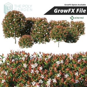 Photinia Fraseri Little Red Robin for 3DS Max (Hedge Edition) - Growfx Option Available