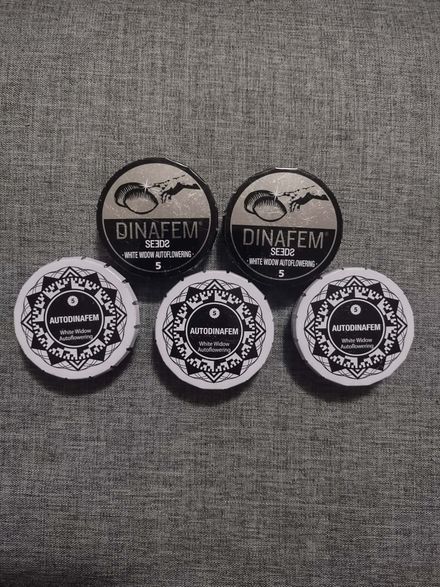 DinaFem