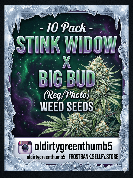 10 Pack - Stink Widow x Big Bud