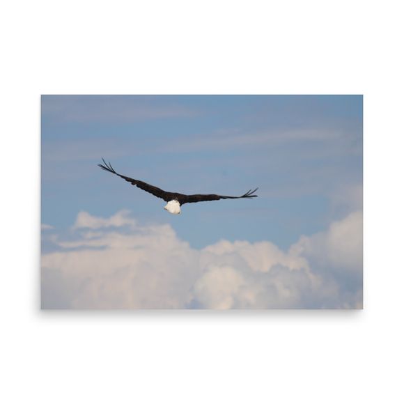 Enhanced Matte Paper Poster of a Soaring Eagle