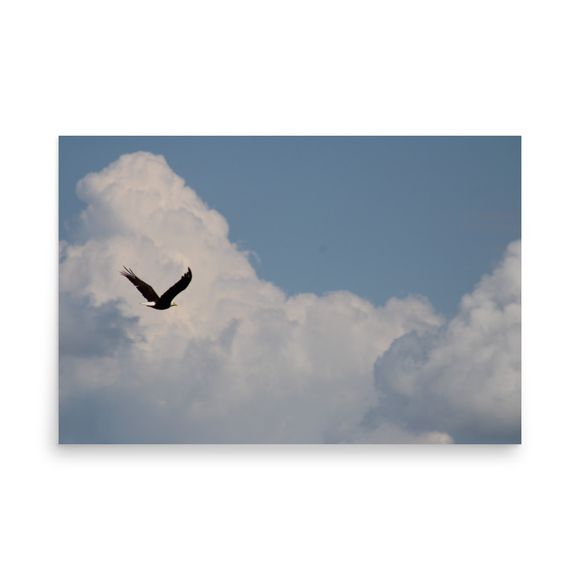 Bald Eagle in the Clouds