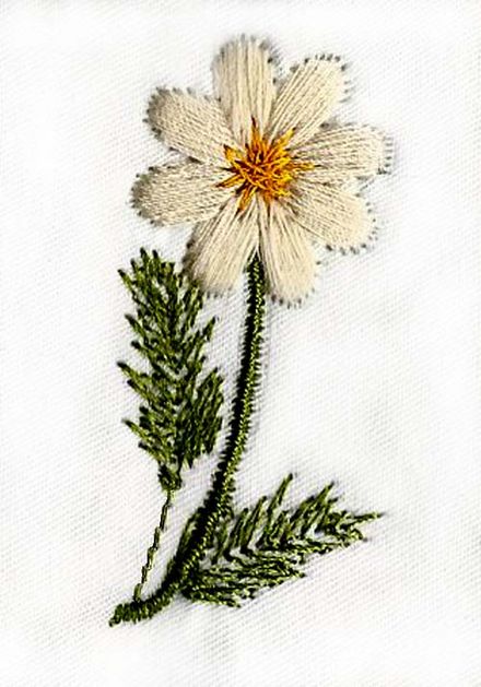 Little Daisy.